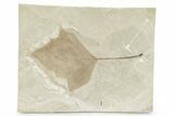 Fossil Leaf (Aleurites) - Green River Formation, Utah #280199-1